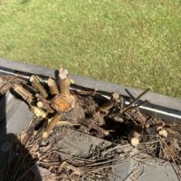 plant-growth-in-gutters-athens-ga